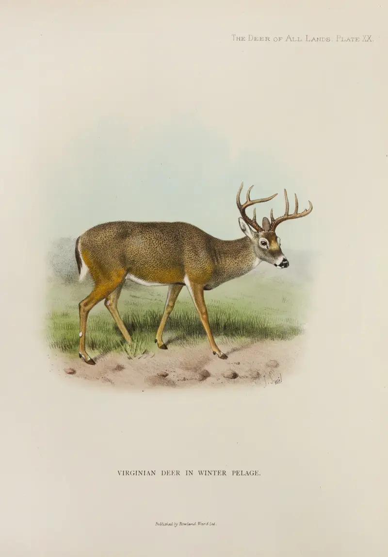 Virginia-Hirsch von Richard Lydekker