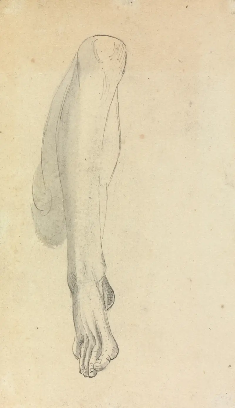 Anatomisk studie av ett ben av Benjamin Robert Haydon