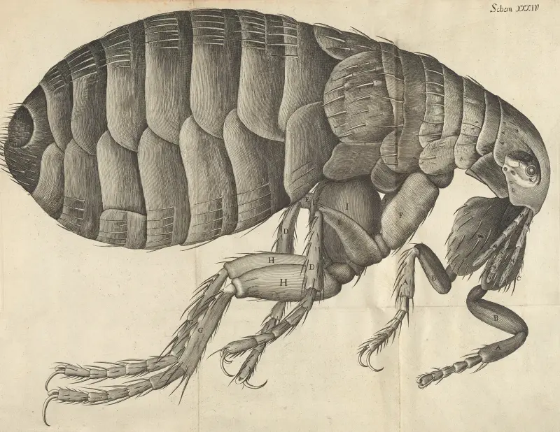 Mikroskopische Ansicht eines Flohs von Robert Hooke