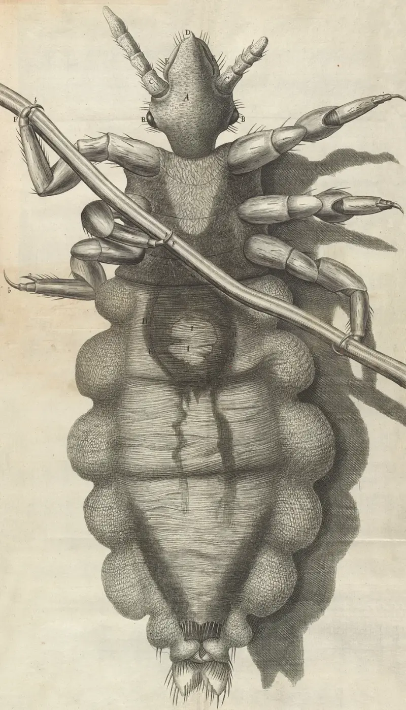 Microscopic view of a louse av Robert Hooke
