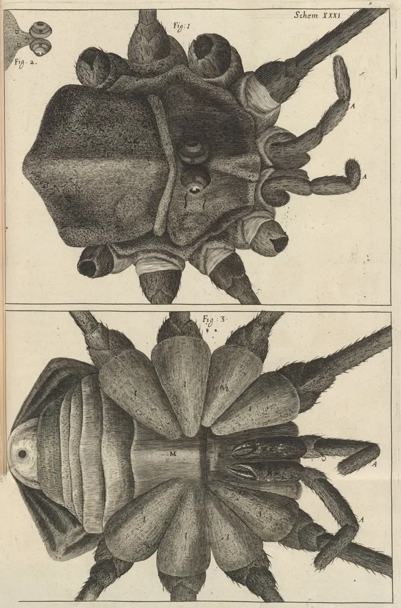 Microscopic view of a shepherd or long legg’d [long-legged] spider av Robert Hooke