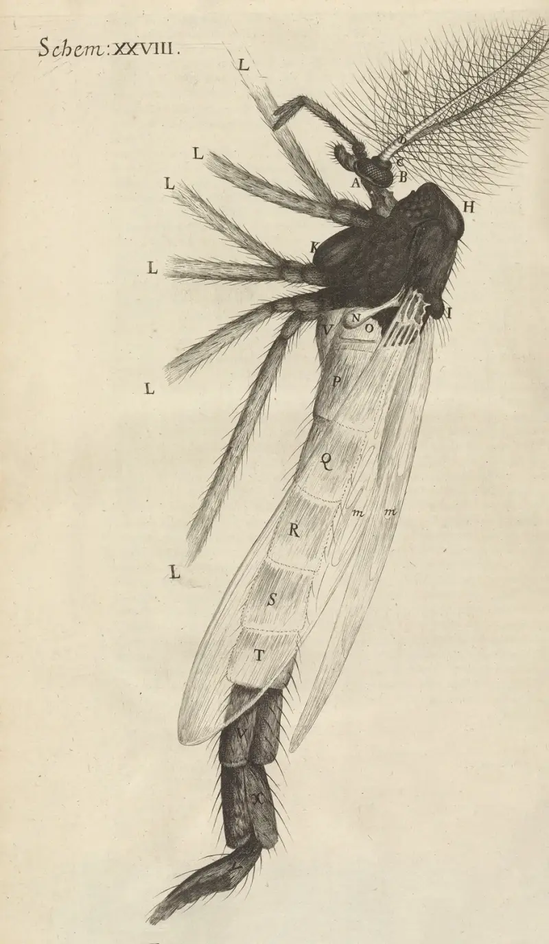 Mikroskopisk vy av en tofsmygga av Robert Hooke
