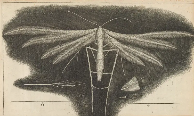 Microscopic view of a white featherwing’d [feather-winged] moth av Robert Hooke