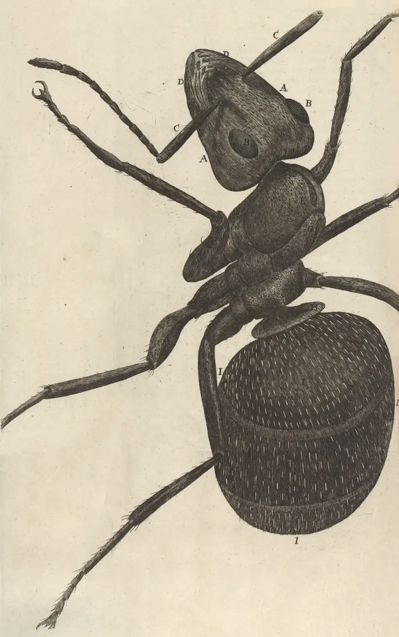 Microscopic view of an ant or pismire av Robert Hooke