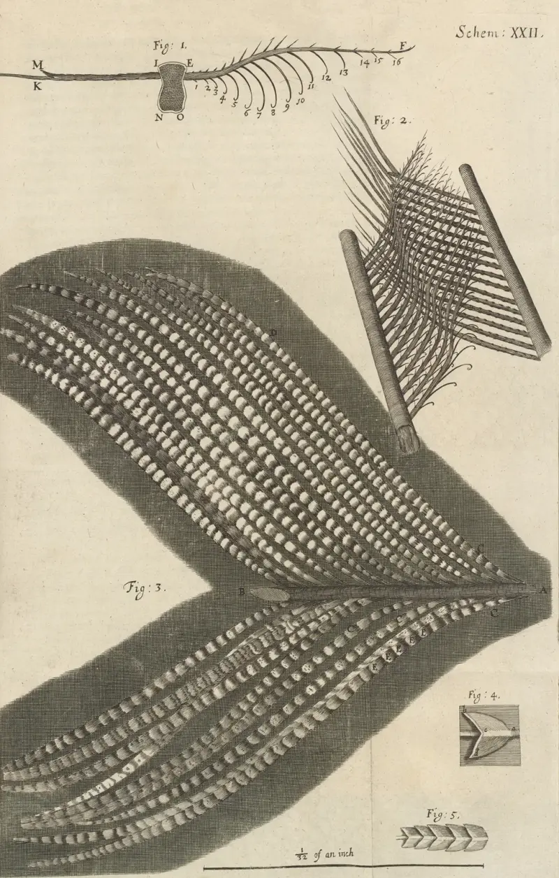 Mikroskopische Ansicht verschiedener Federn von Robert Hooke