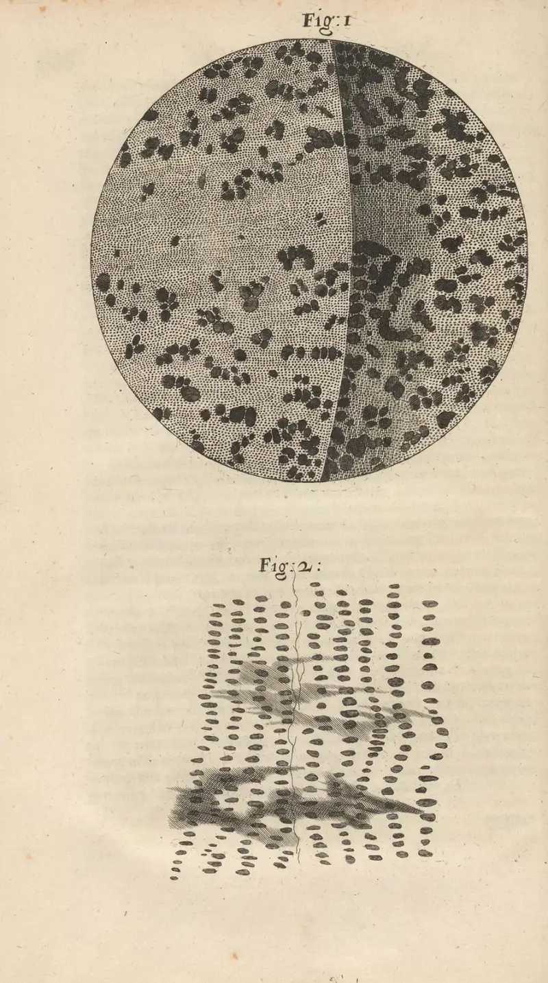 Mikroskopische Ansicht von Holzkohle und versteinertem Holz von Robert Hooke