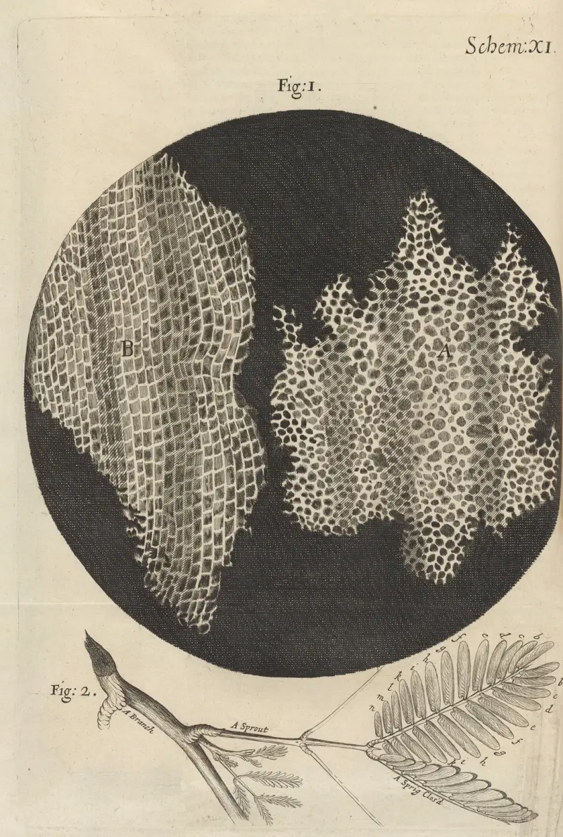 Microscopic view of cork and sprouts av Robert Hooke