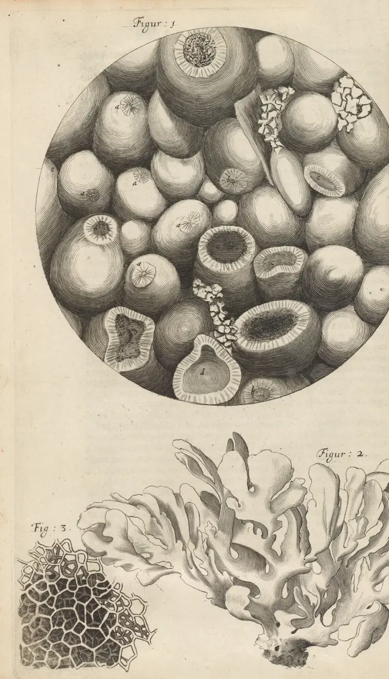 Microscopic view of Kettering-stone, sea moss, and sponge av Robert Hooke