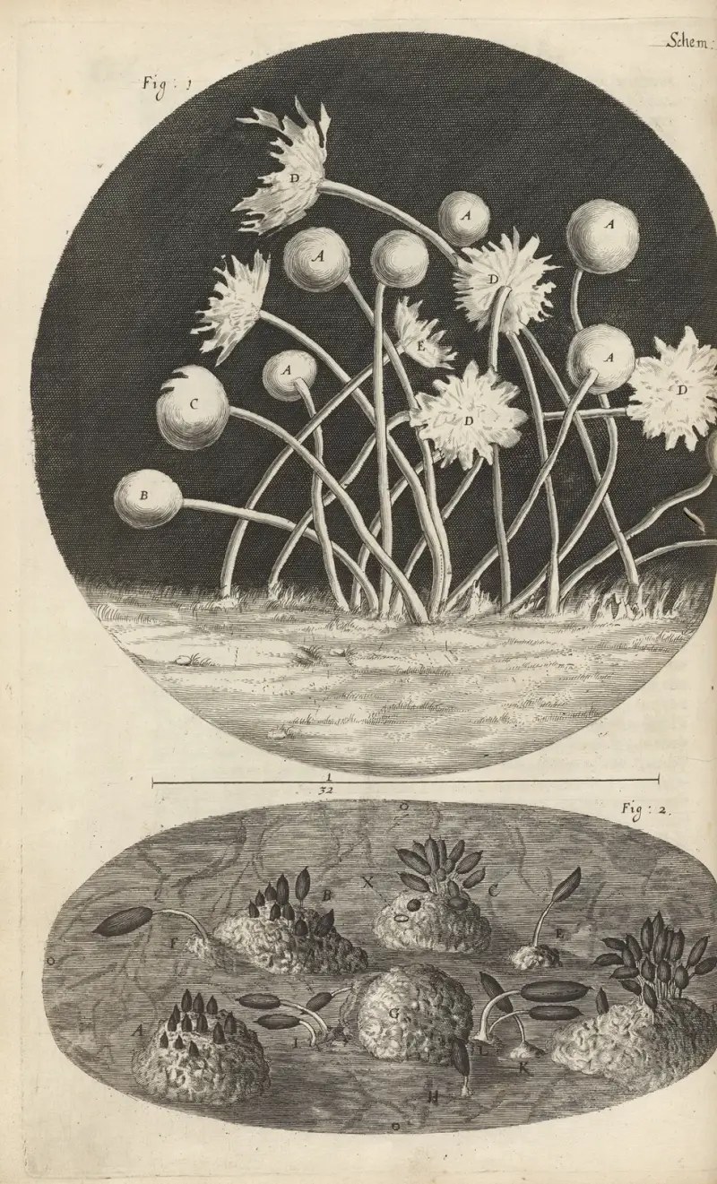 Mikroskopisk vy av löv och mögel av Robert Hooke