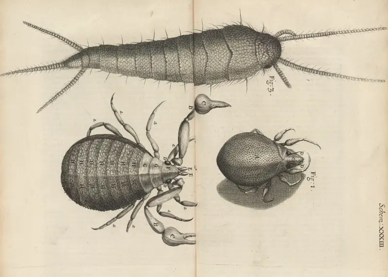 Microscopic view of mites and book-worms av Robert Hooke
