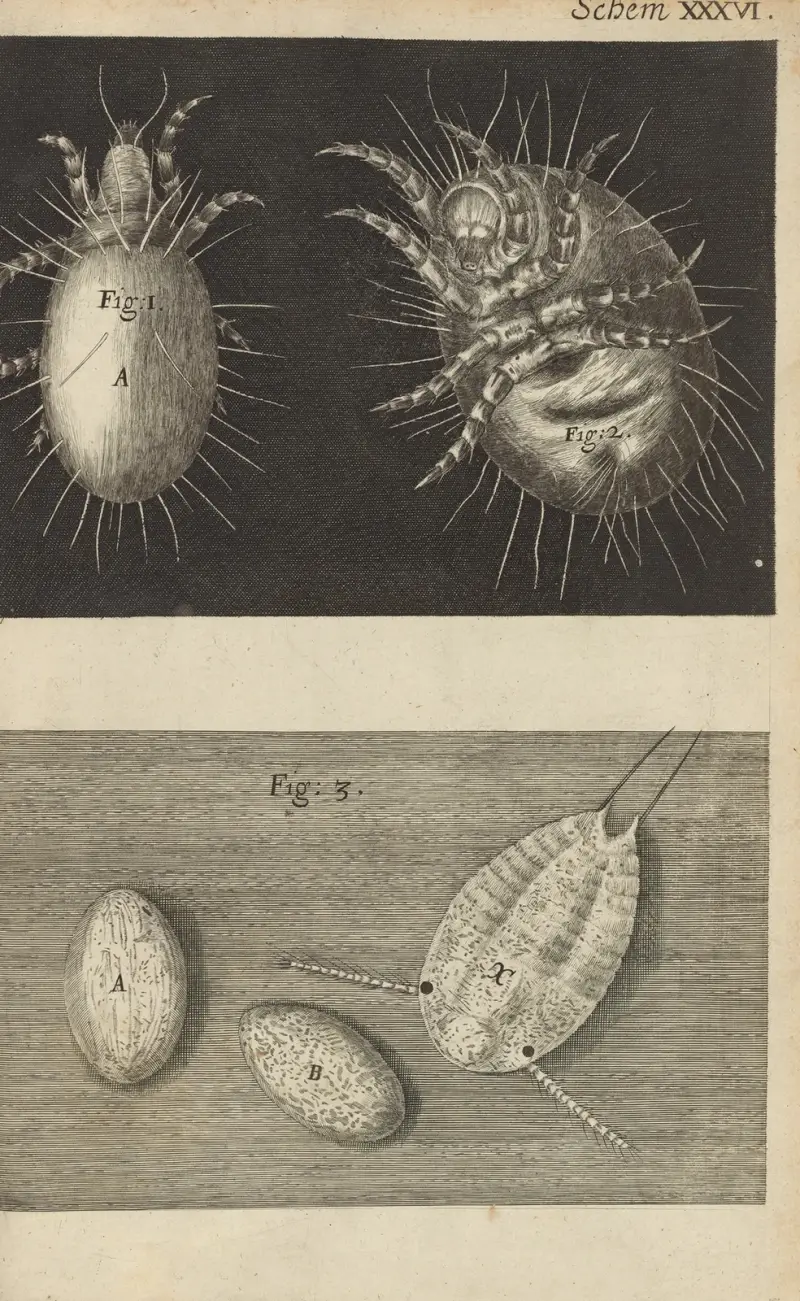 Mikroskopische Ansicht von Milben von Robert Hooke