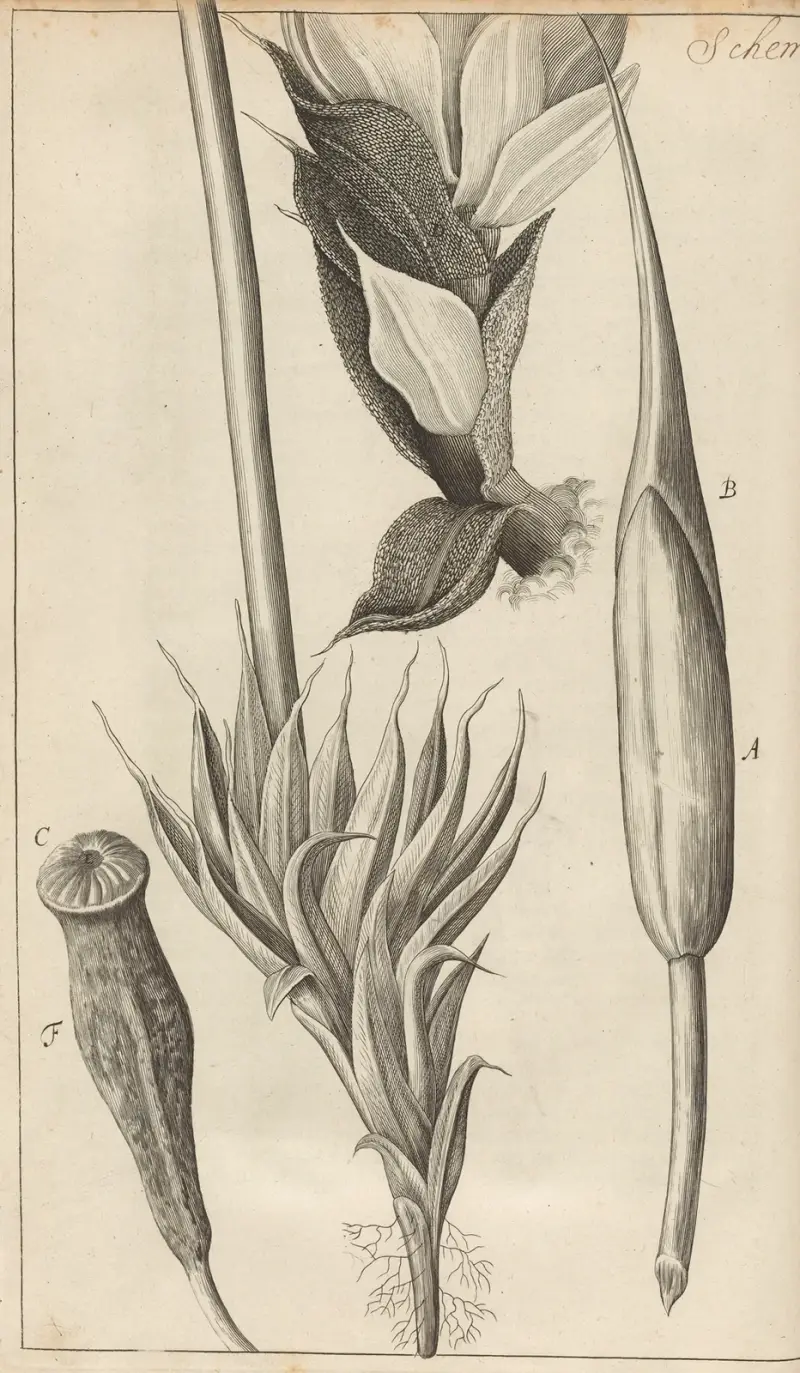 Microscopic view of moss and other small vegetative substances av Robert Hooke
