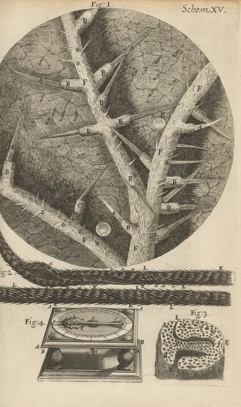 Microscopic view of nettles and other venomous plants av Robert Hooke