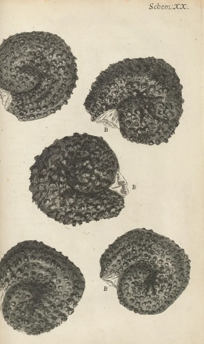 Mikroskopische Ansicht von Portulaksamen von Robert Hooke