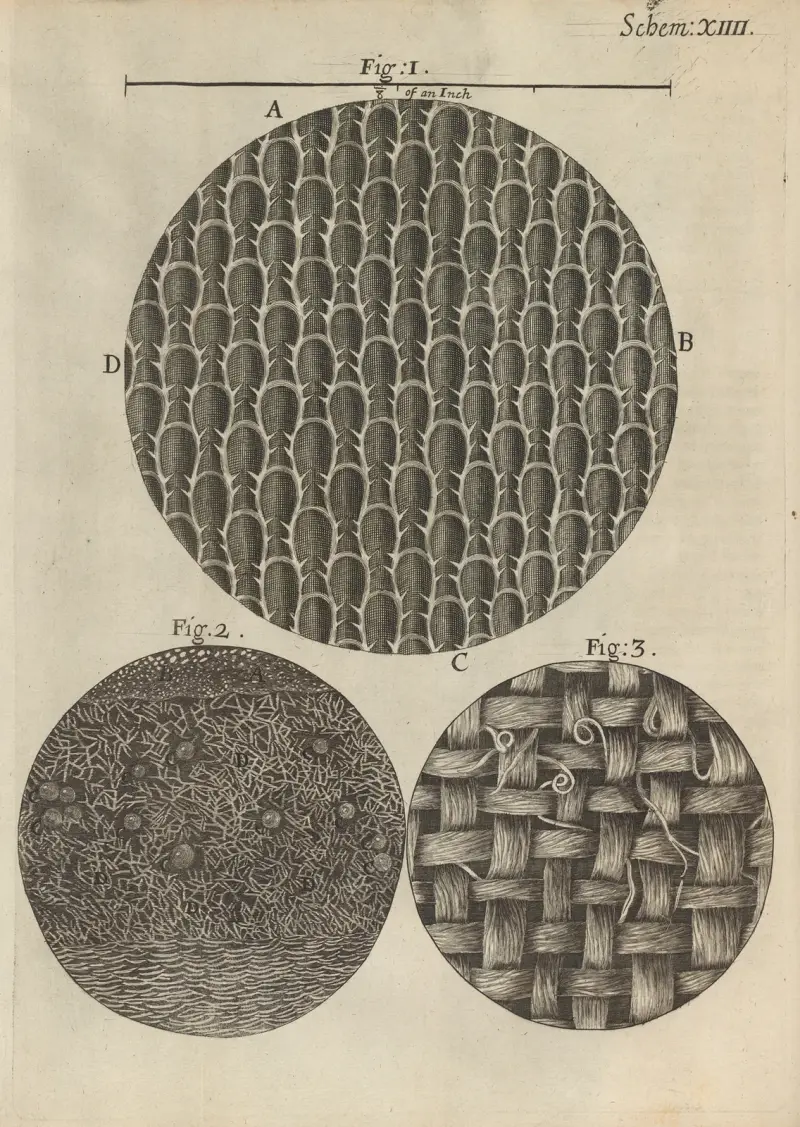 Microscopic view of seaweed, rosemary, and other leaves av Robert Hooke