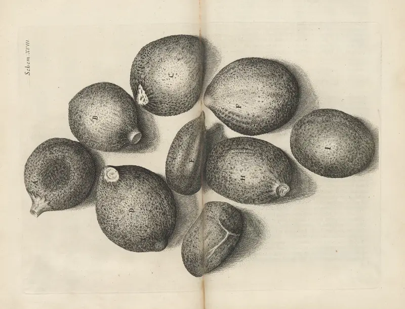 Microscopic view of seeds of thyme av Robert Hooke