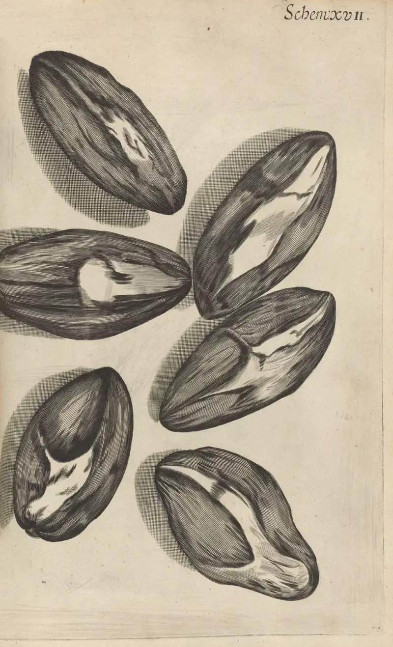 Microscopic view of seeds of Venus looking-glass or corn violet av Robert Hooke