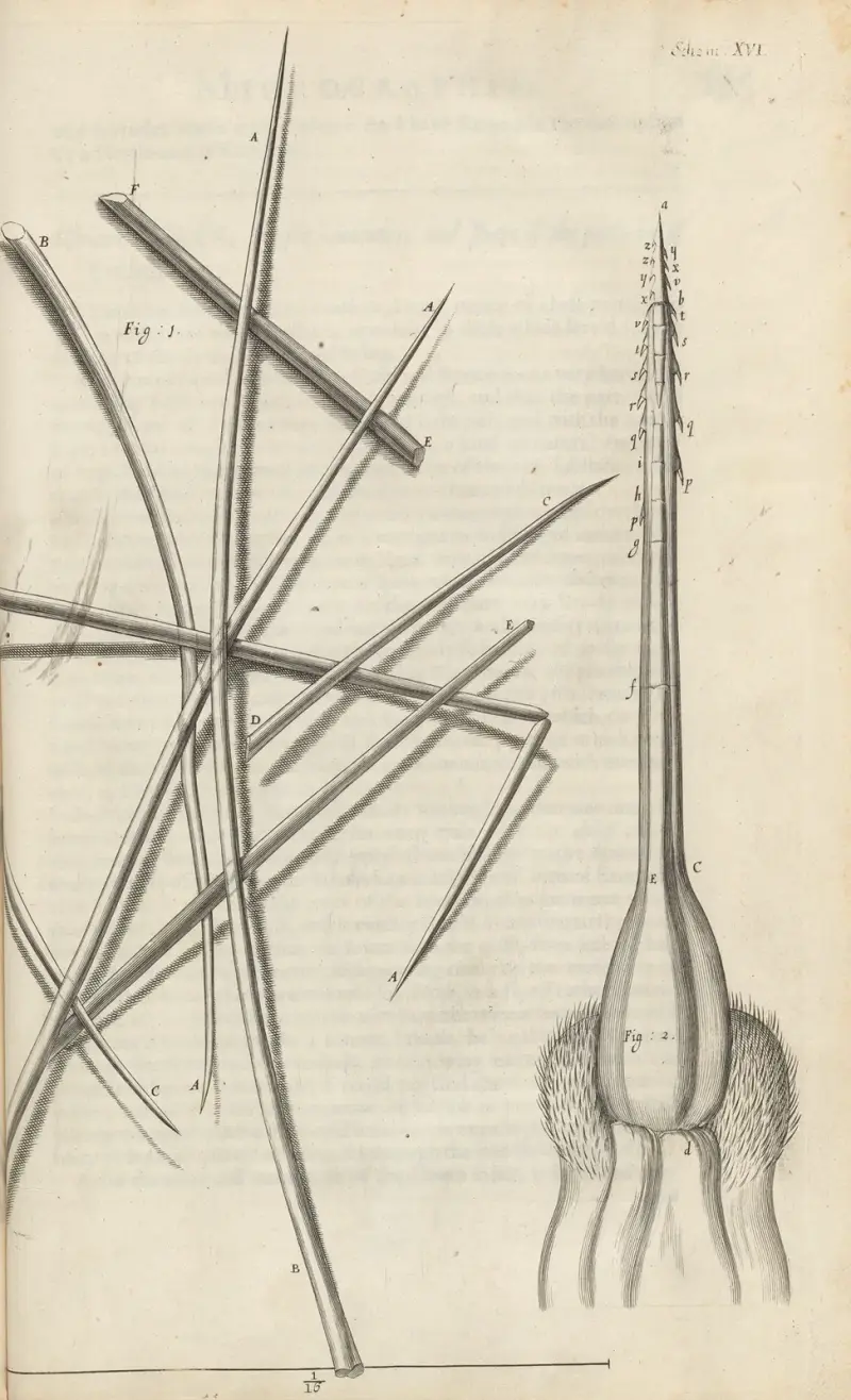 Microscopic view of several sorts of hair and bee’s stinger av Robert Hooke