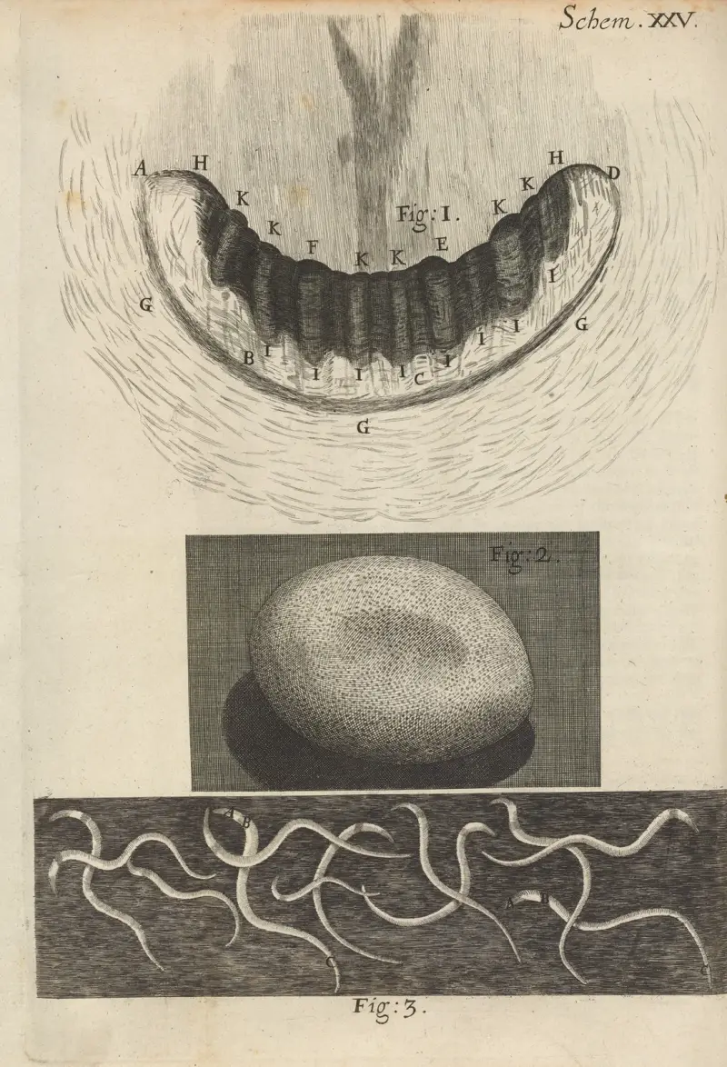 Microscopic view of snail teeth and silkworm egg av Robert Hooke