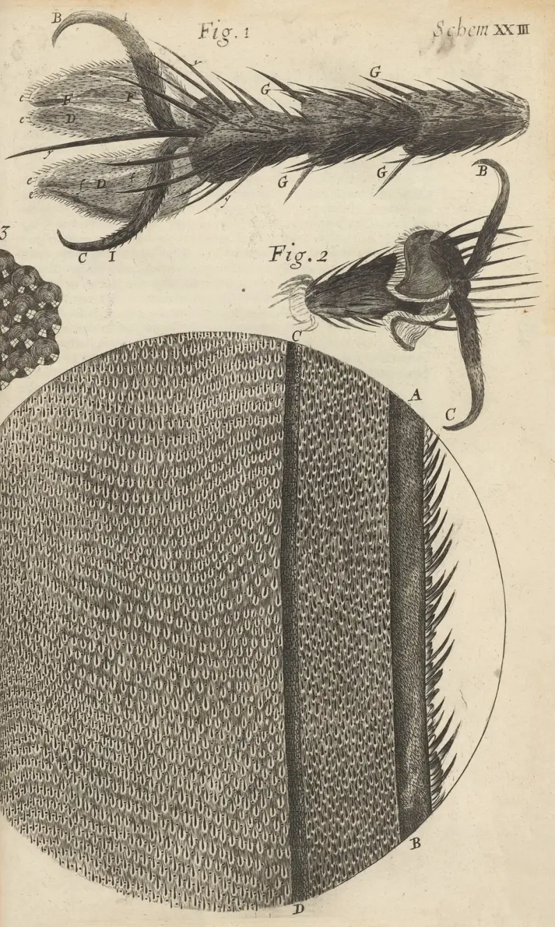 Microscopic view of the feet and wings of flies av Robert Hooke