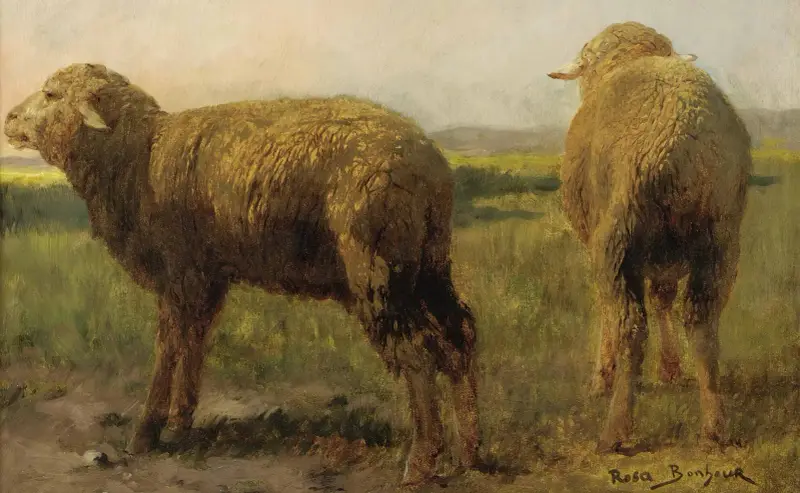 Sheep In A Meadow av Rosa Bonheur