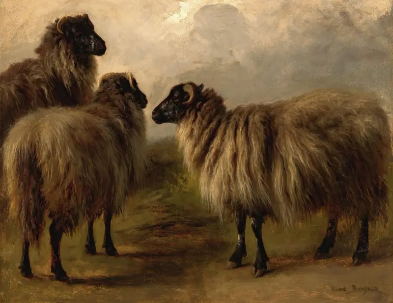 Drei wollige Schafe von Rosa Bonheur