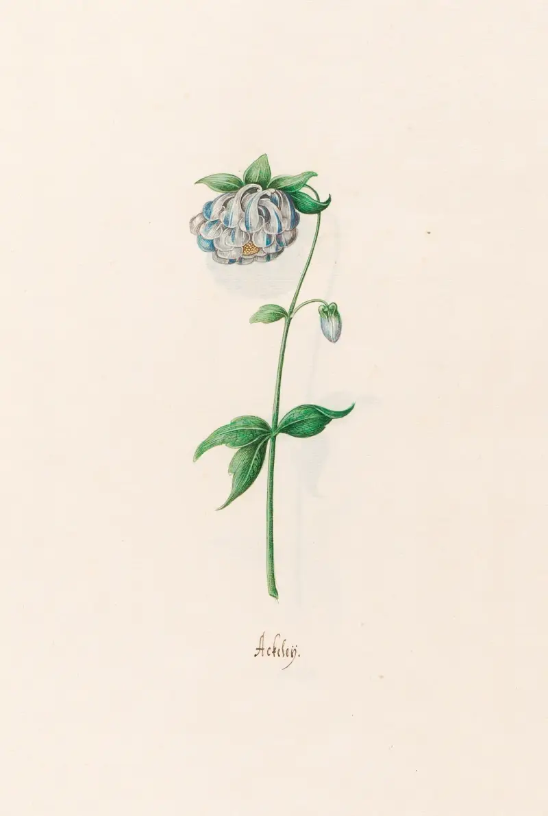 Ackeleÿ, 1692 – Nr. 1 von Magdelena Rosina Funck