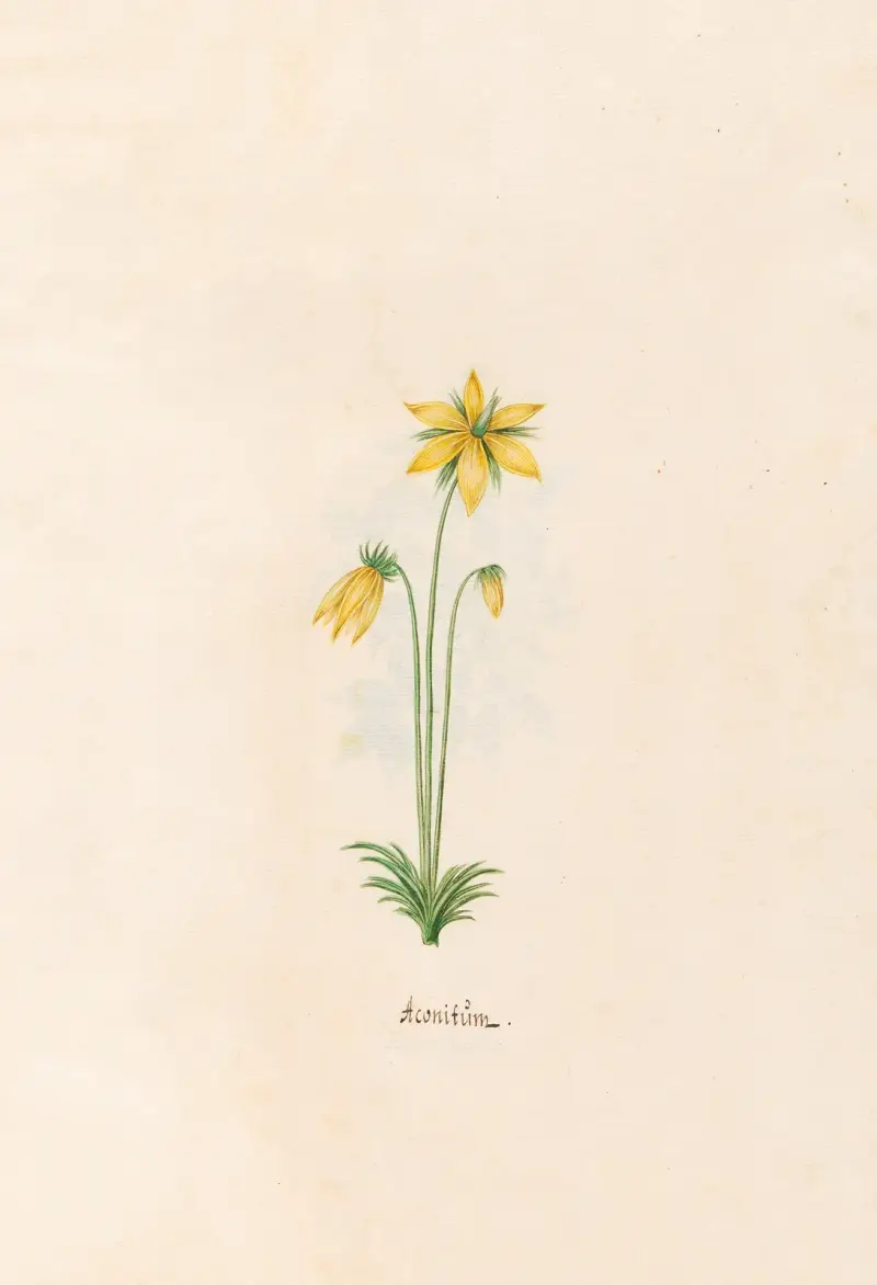 Aconitüm, Magdelena Rosina Funck