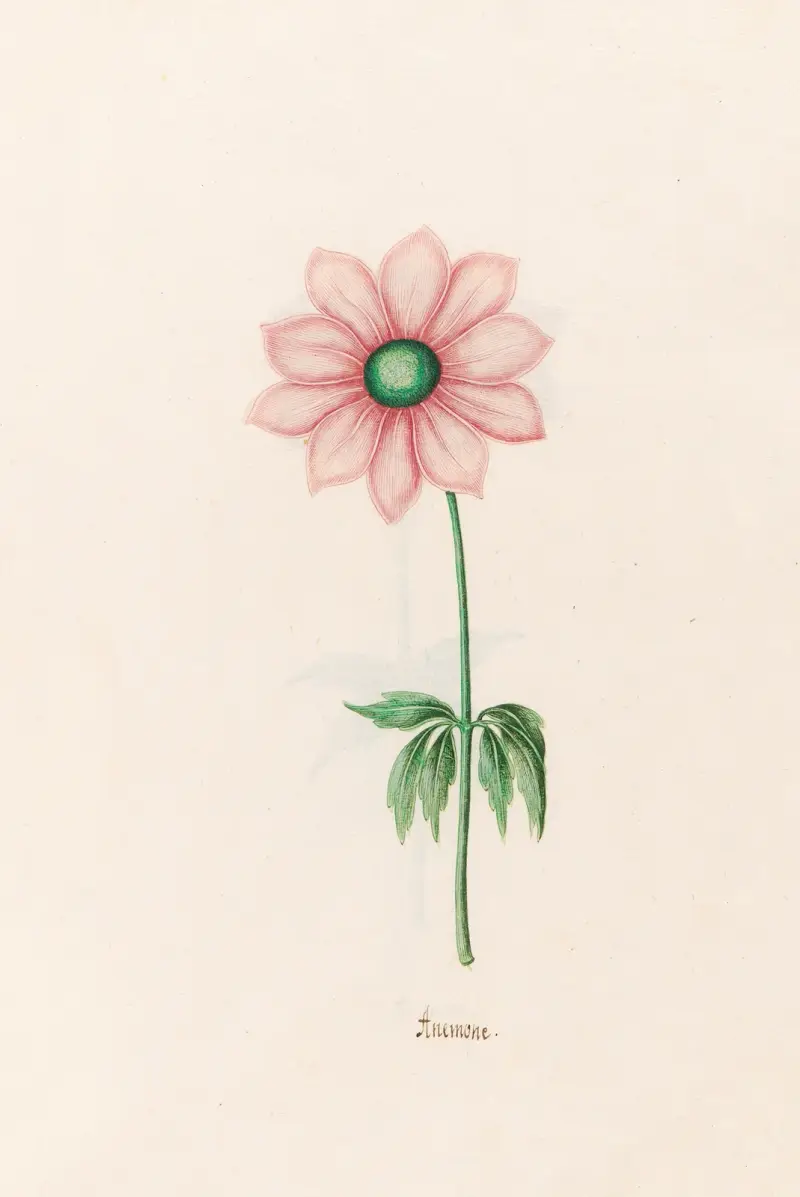 Anemone, 1692 – Nr. 2 von Magdelena Rosina Funck