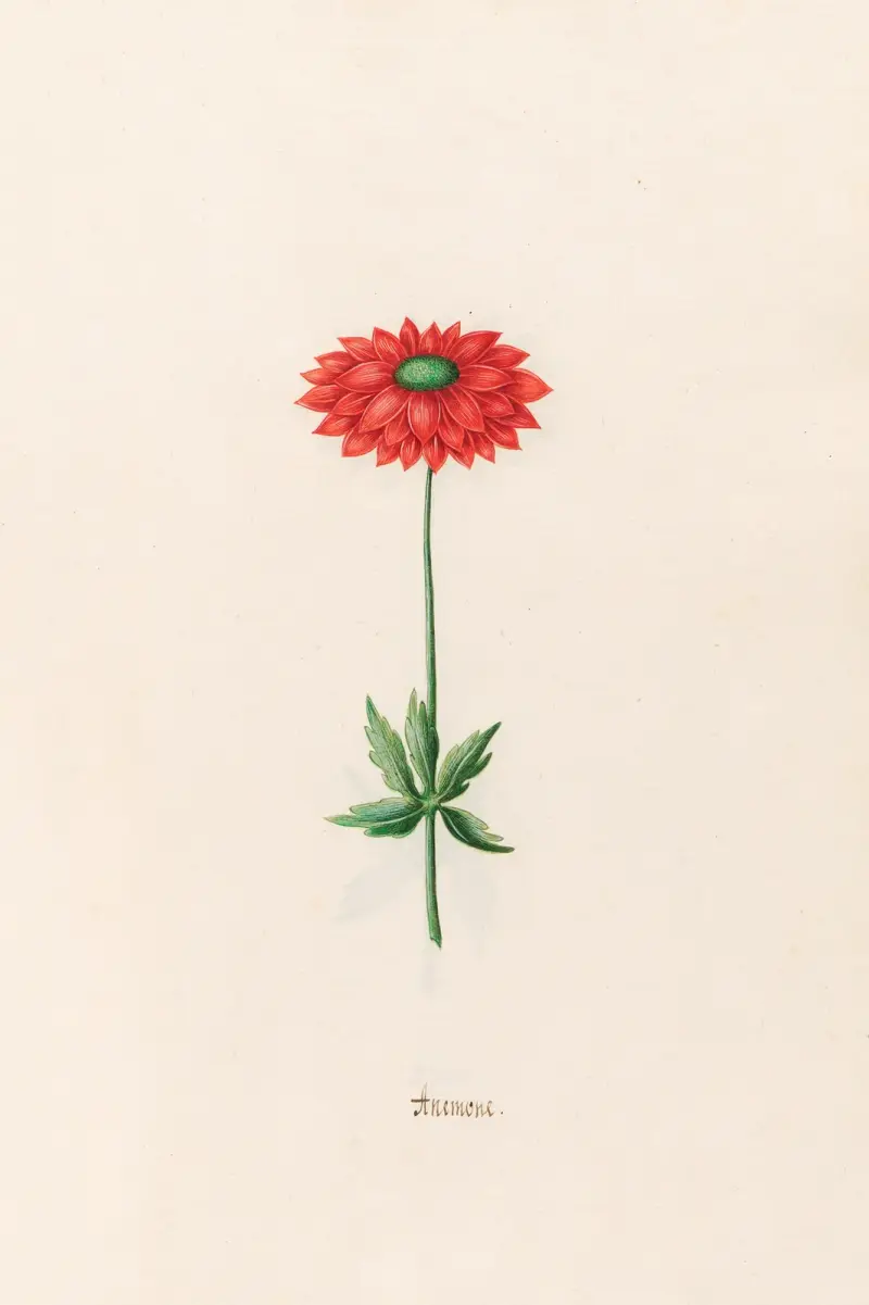 Anemone, 1692 – Nr. 3 von Magdelena Rosina Funck
