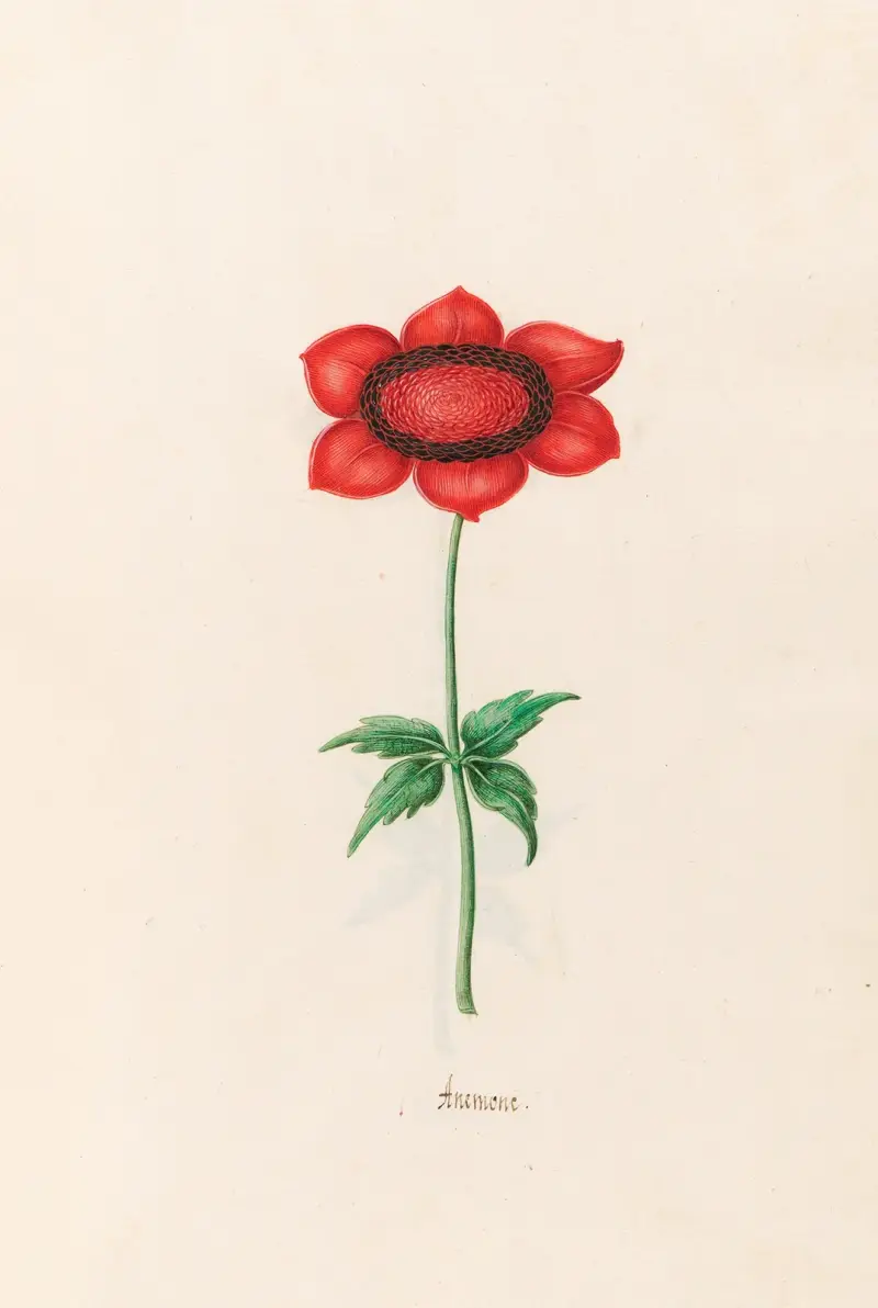 Anemone, 1692 – Nr. 5 von Magdelena Rosina Funck