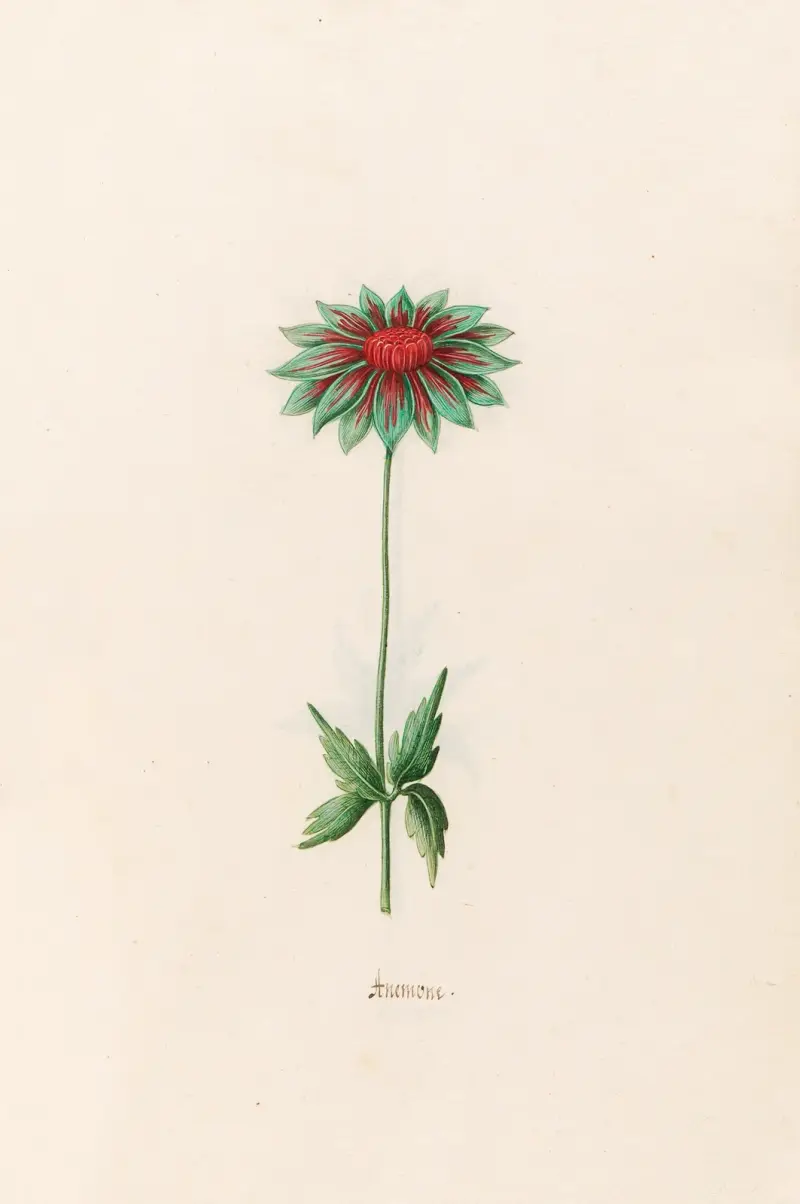 Anemone, 1692 – Nr. 6 von Magdelena Rosina Funck