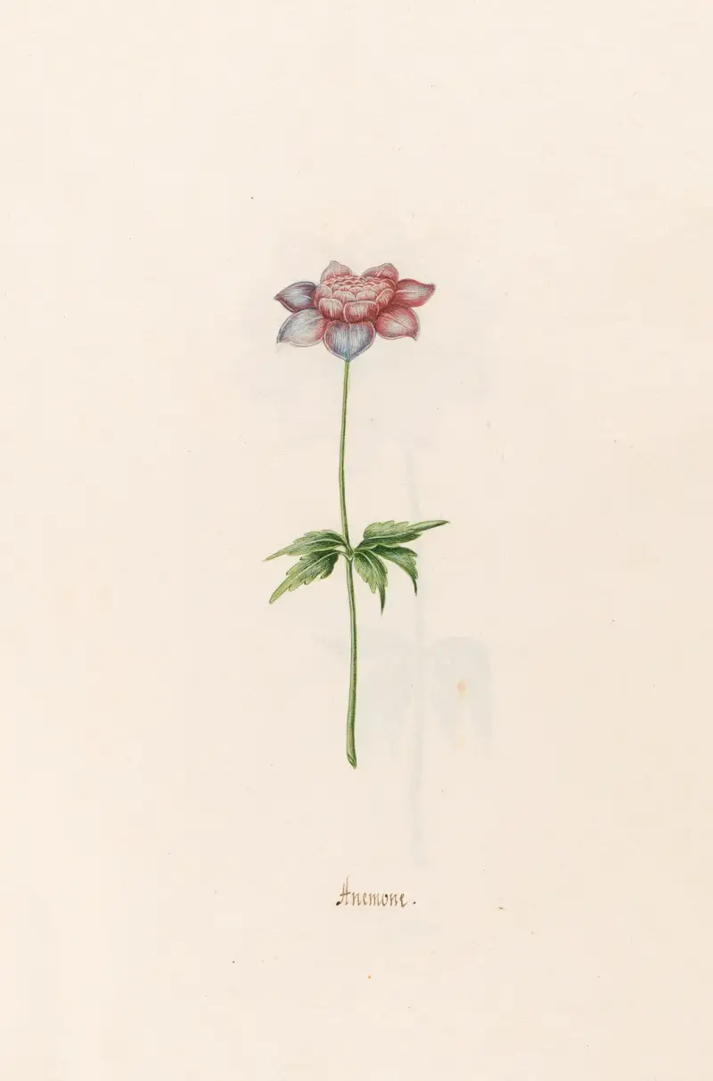 Anemone, 1692 – Nr. 7 von Magdelena Rosina Funck