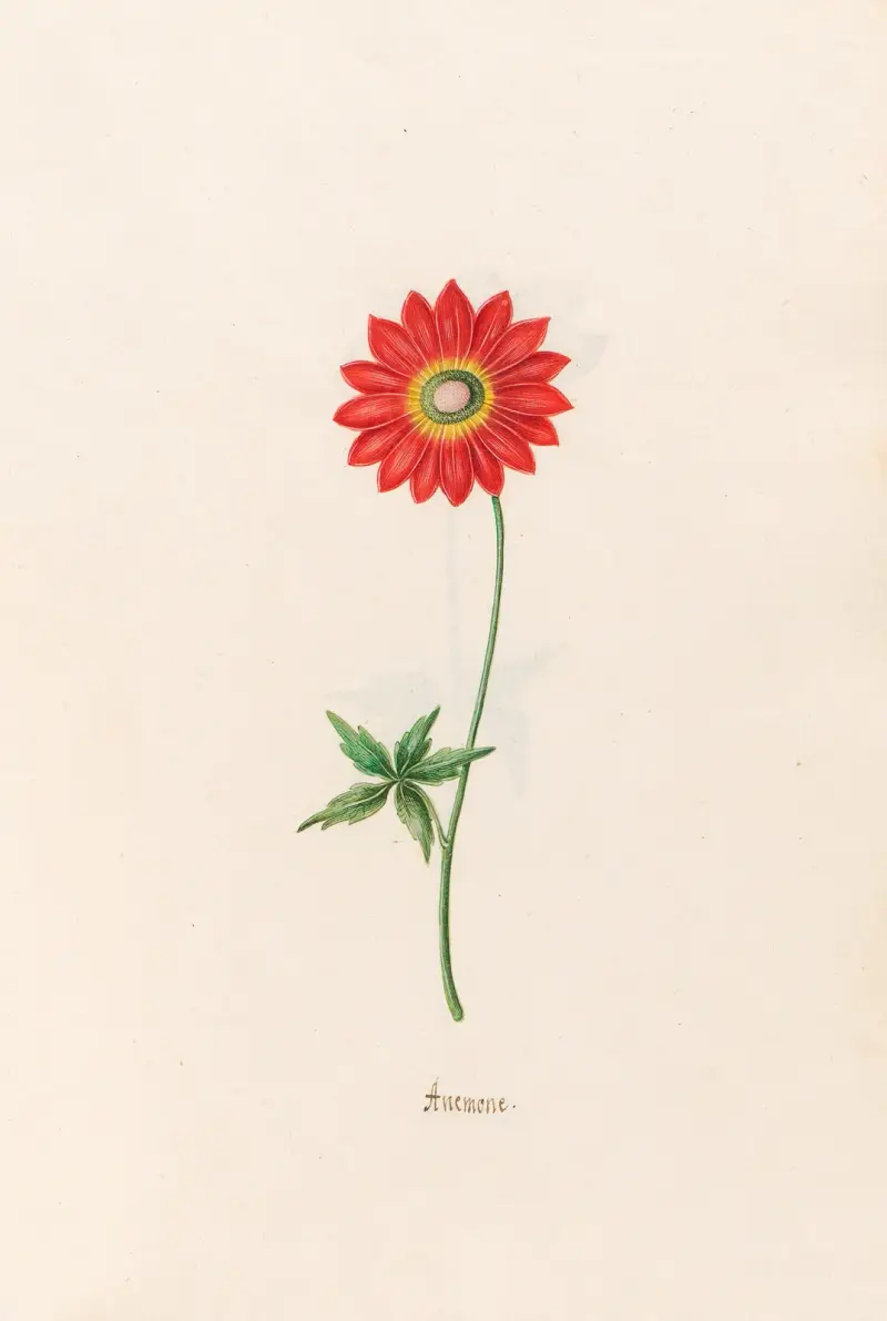 Sasanka, 1692 – č. 8, Magdelena Rosina Funck
