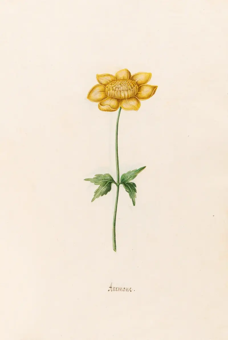 Anemone, 1692 – Nr. 10 von Magdelena Rosina Funck