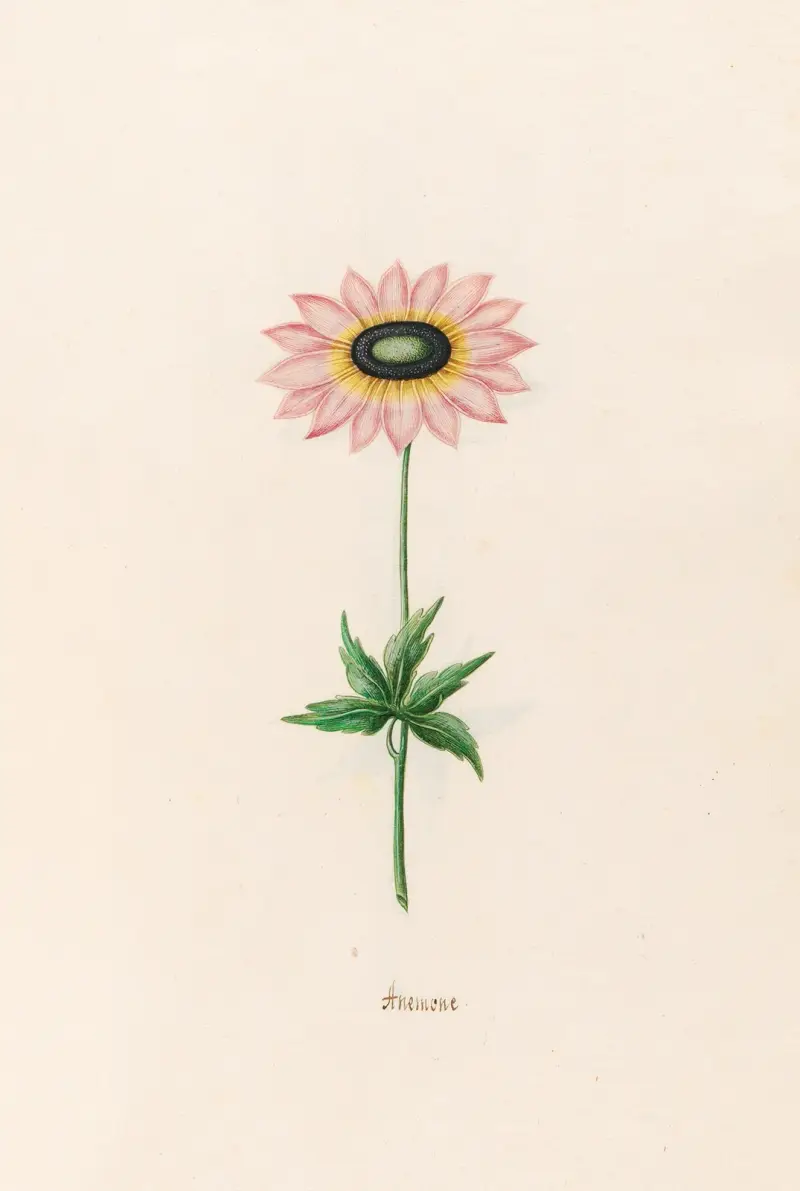 Anemone, 1692 – Nr. 1 von Magdelena Rosina Funck