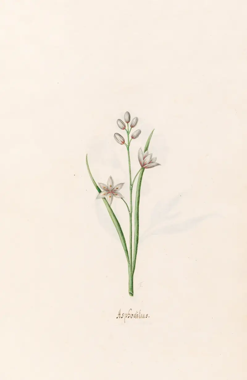 Asphodilus von Magdelena Rosina Funck