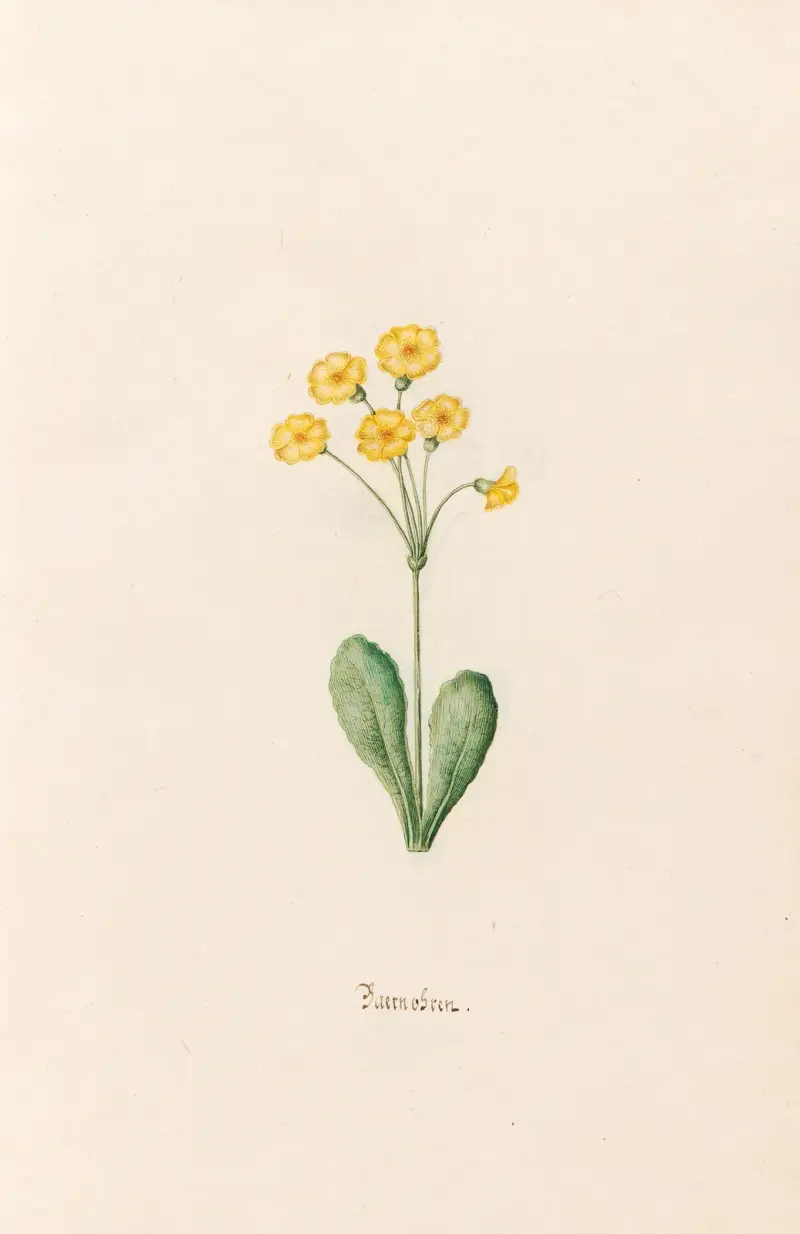 Baernobren, 1692 – Nr. 2 von Magdelena Rosina Funck