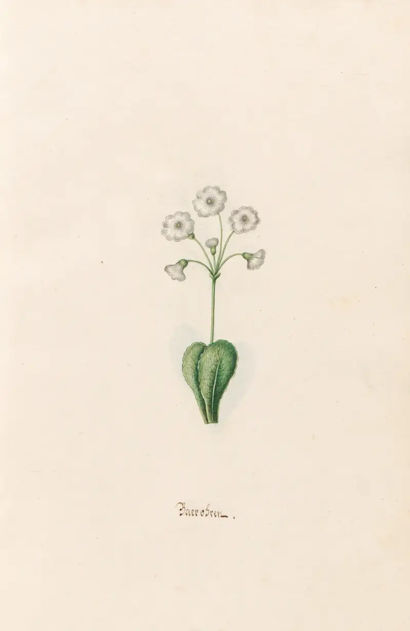 Bärentraube von Magdelena Rosina Funck