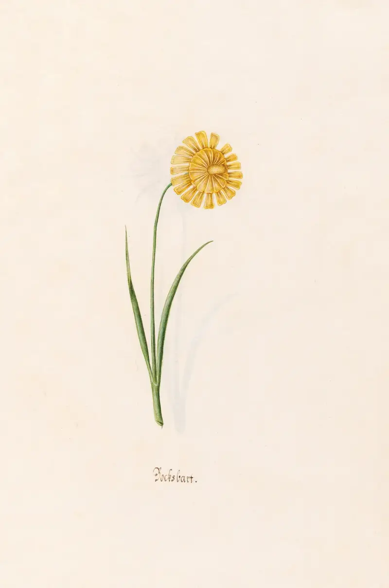 Bocksbart, 1692 – Nr. 1 von Magdelena Rosina Funck