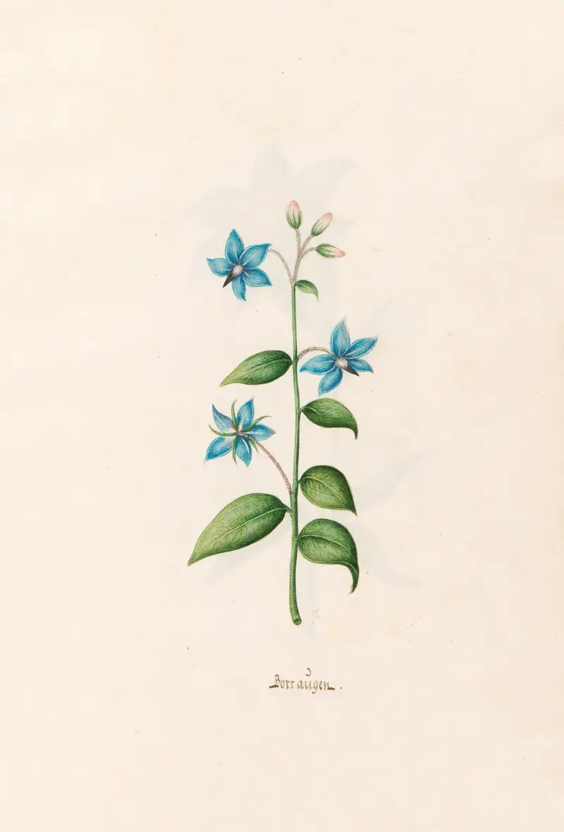 Borraügen von Magdelena Rosina Funck