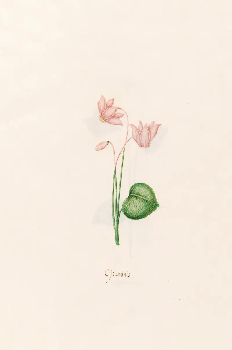 Cÿclaminis. [Cyclamen] von Magdelena Rosina Funck