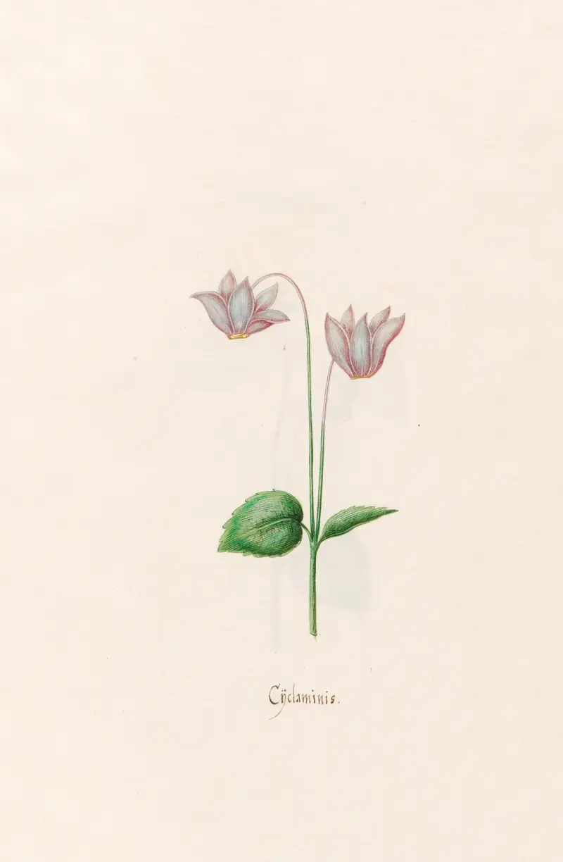 Alpenveilchen, 1692 – Nr. 2 von Magdelena Rosina Funck