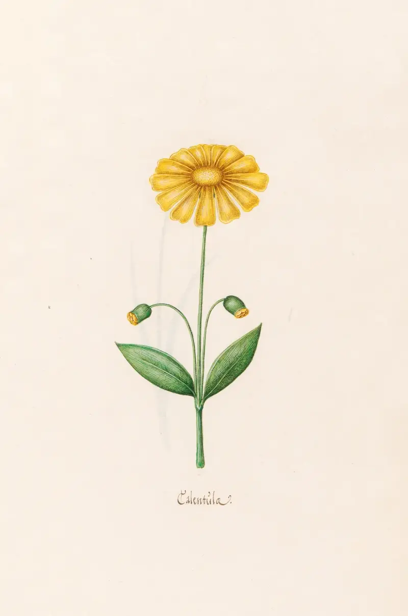 Ringelblume von Magdelena Rosina Funck
