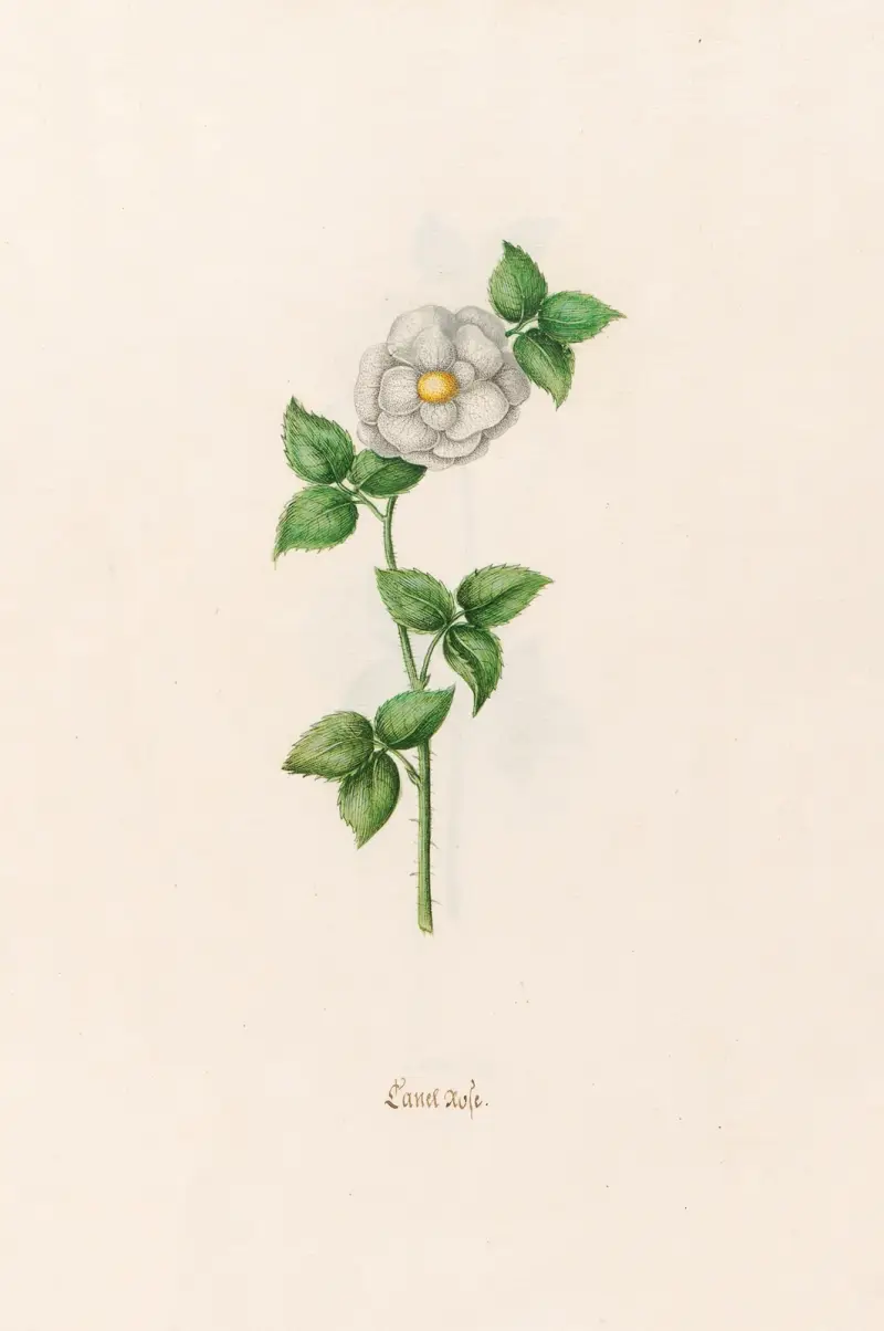 Zimtrose, 1692 – Nr. 1 von Magdelena Rosina Funck