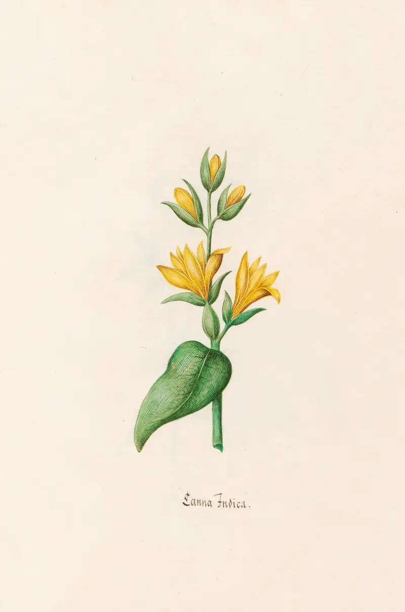 Canna Indica von Magdelena Rosina Funck
