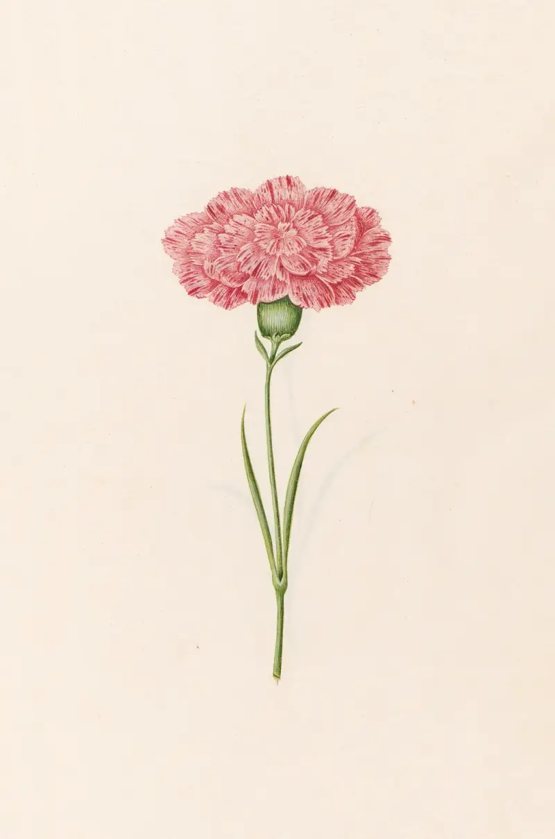 Nelke, 1692 – Nr. 1 von Magdelena Rosina Funck