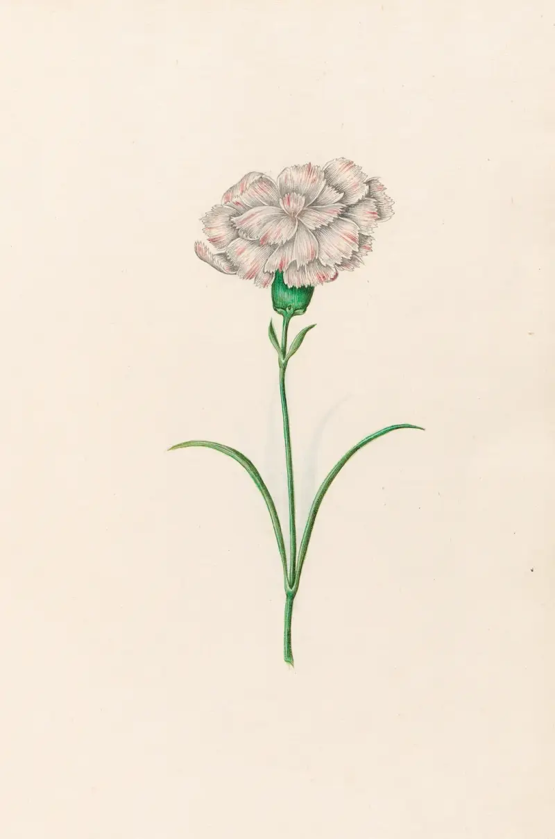 Nelkenblume, 1692 – Nr. 1 von Magdelena Rosina Funck