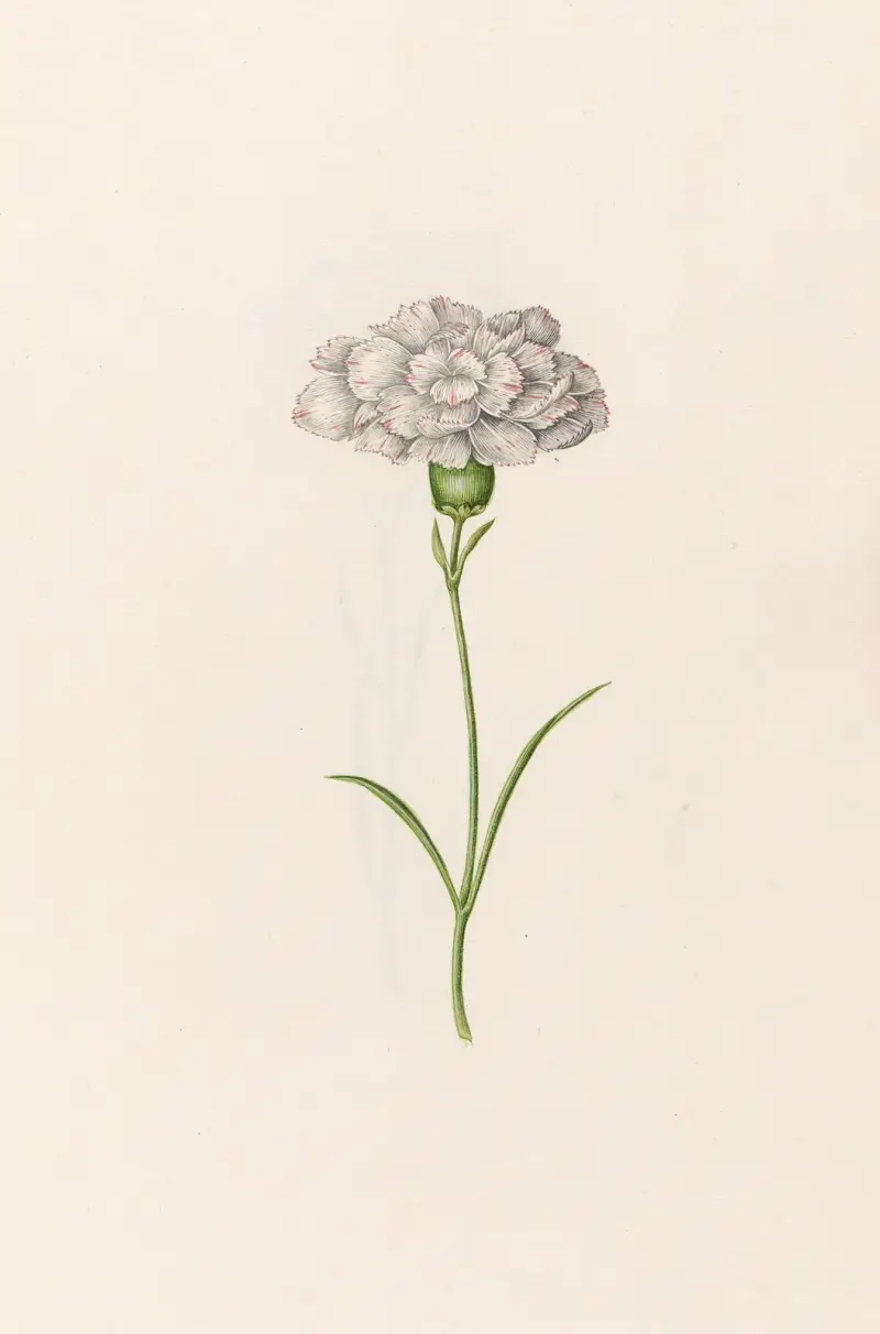 Nelke, 1692 – Nr. 2 von Magdelena Rosina Funck