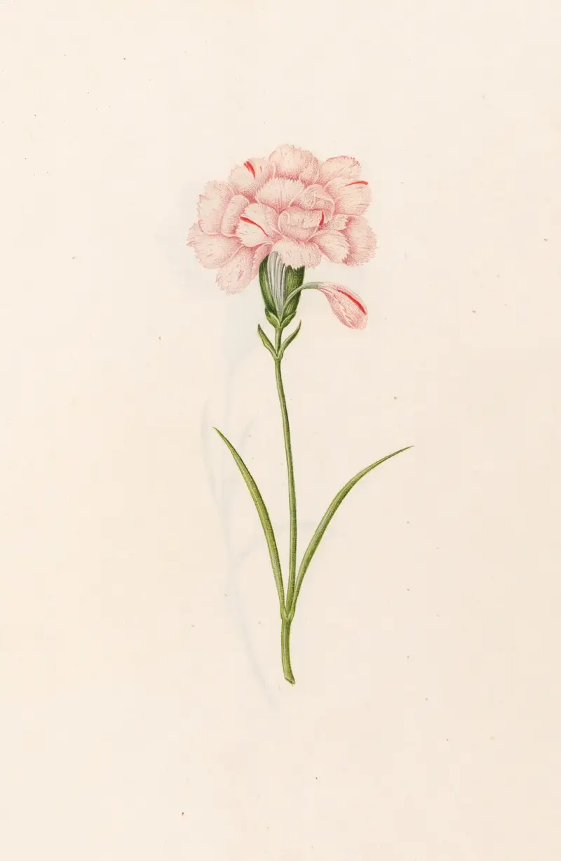 Nelke, 1692 – Nr. 3 von Magdelena Rosina Funck